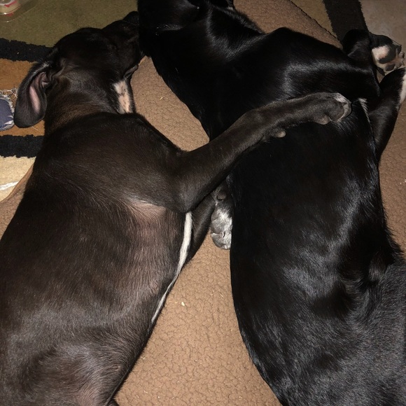 Celebrity Furbaby of the day 2/22/18 JasperStorm - Picture 4 of 8